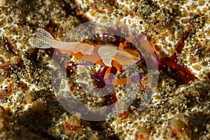 Emperor Shrimp on Sea Cucumber