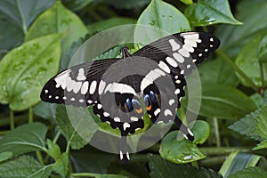 Emperor Swallowtail