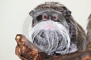 Emperor tamarin