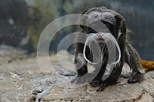 An Emperor Tamarin