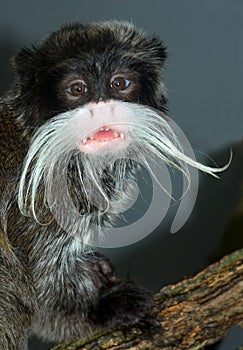 Emperor Tamarin