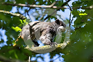 Emperor tamarin