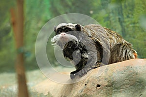 Emperor tamarin