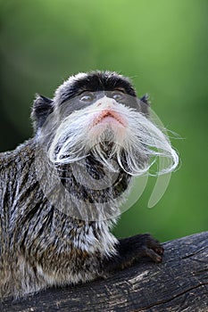 emperor tamarin