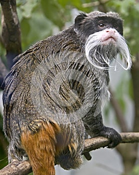 Emperor tamarin 4