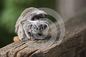 Emperor Tamarin