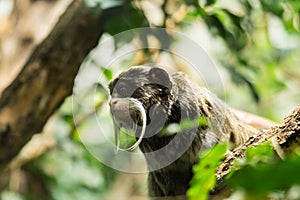 Emperor tamarin