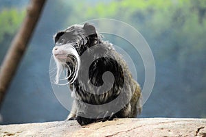 Emperor Tamarin