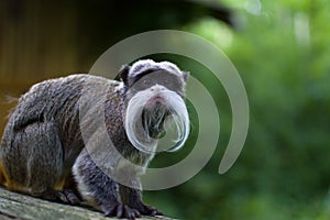 Emperor tamarin