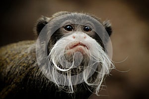 Emperor Tamarin