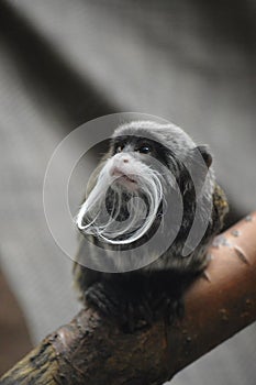 Emperor Tamarin