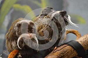 Emperor Tamarin