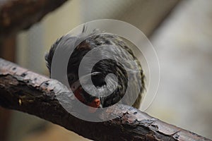 Emperor Tamarin on a branch