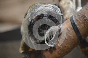 Emperor Tamarin on a branch