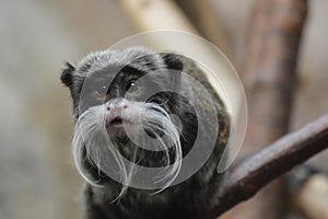 Emperor Tamarin on a branch