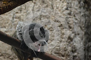 Emperor Tamarin on a branch