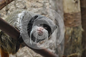 Emperor Tamarin on a branch