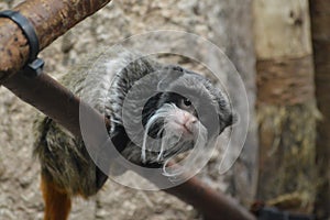 Emperor Tamarin on a branch