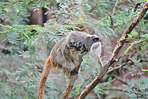 Emperor Tamarin monkey climbing tree stock, photo, photograph, image, picture photo