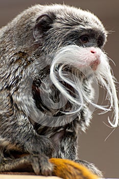 Emperor Tamarin close portrait