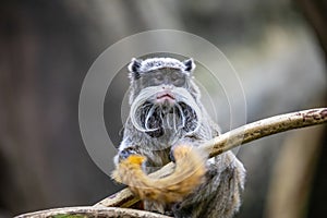 a Emperor tamarin closeup image.