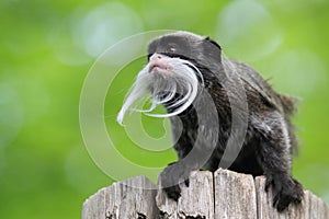 Emperor tamarin photo