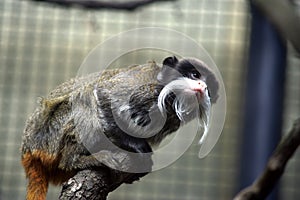 Emperor tamarin monkey