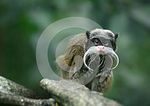 Emperor tamarin monkey