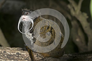 Emperor Tamarin monkey