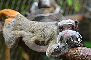 Emperor tamarin monkey animals zoo photo