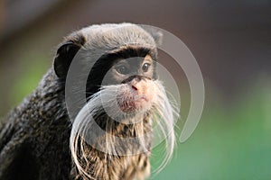 Emperor Tamarin monkey on branch white mustache