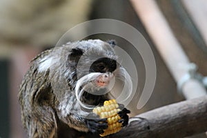 Emperor Tamarin monkey on branch white mustache