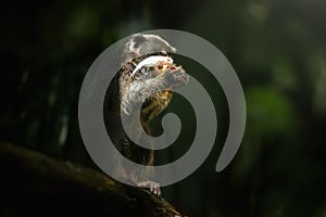 Emperor Tamarin monkey eating fruit