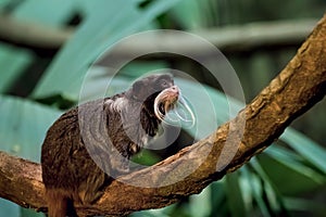 Emperor Tamarin Monkey In Jungle Environment. Saguinus imperator