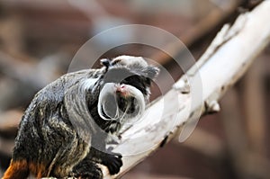 Emperor Tamarin Monkey sitting on branch and looking at something