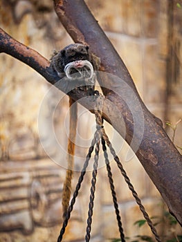 Emperor tamarin monkey on a tree