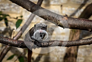 Emperor tamarin `new world` monkey