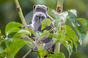 Emperor Tamarin in Peru