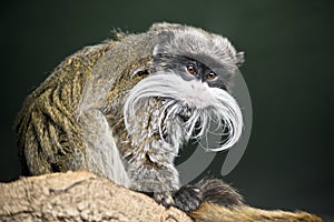 The emperor tamarin is resting