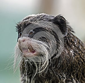 Emperor tamarin`s head 1