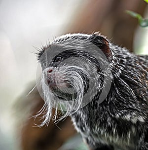 Emperor tamarin`s head 2