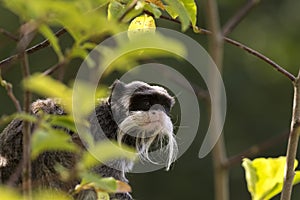 Emperor Tamarin Saguinus closeup