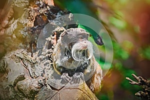 Emperor Tamarin Saguinus Imperator