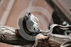 Emperor Tamarin Saguinus imperator