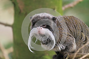 Emperor tamarin or Saguinus imperator