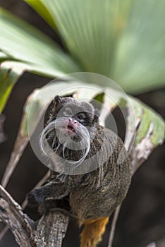 Emperor Tamarin (Saguinus imperator)