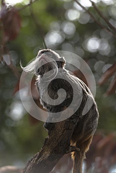 Emperor Tamarin (Saguinus imperator)