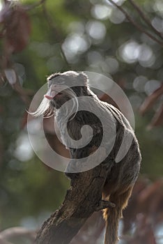 Emperor Tamarin (Saguinus imperator)