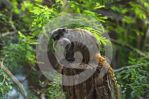 Emperor Tamarin (Saguinus imperator)