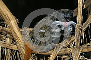 Emperor Tamarin, saguinus imperator, Adult standing on Branch